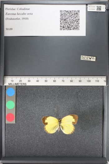 Media type: image;   Entomology 123647